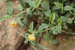 Sida rhombifolia insularis