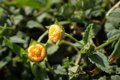 Sida rhombifolia insularis
