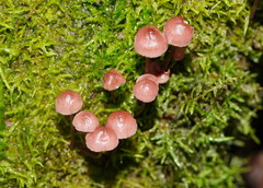 Mycena kurramulla