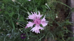 Centaurea