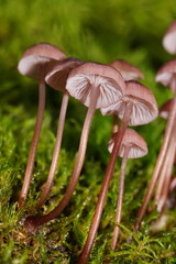 Mycena kurramulla