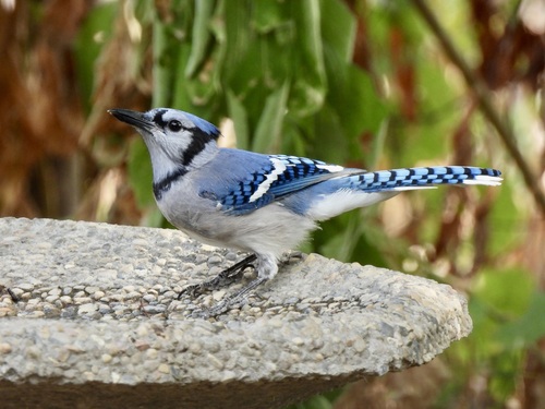Blue Jay