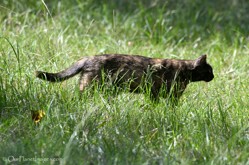 Domestic Cat
