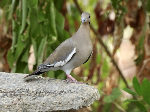 White-winged Dove