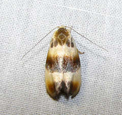 Piloprepes anassa