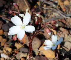 Drosera collina