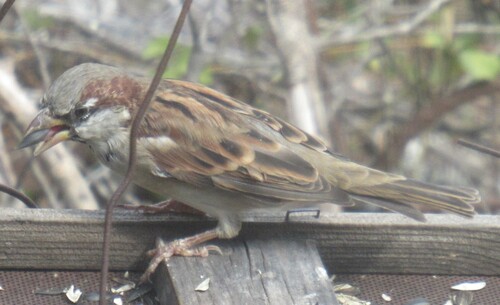 House Sparrow