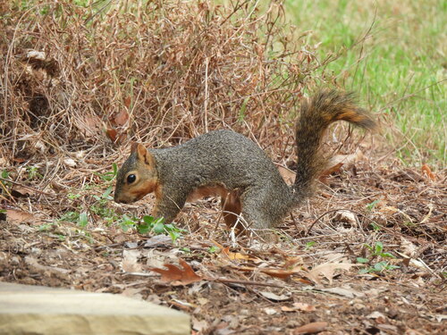 Eastern Fox Squirrel