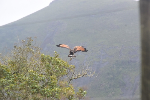 Savanna Hawk