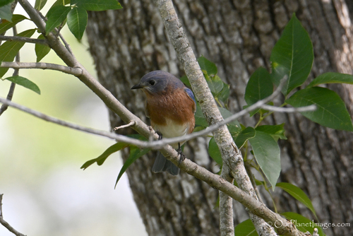 Eastern Bluebird