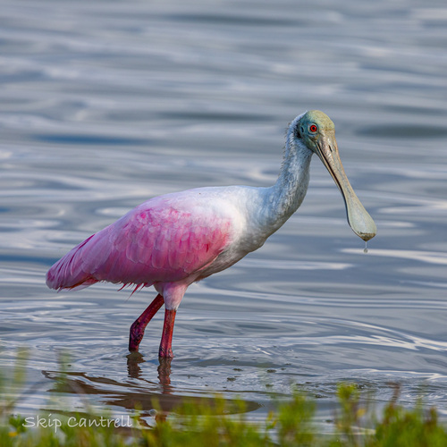 Roseate Spoonbill
