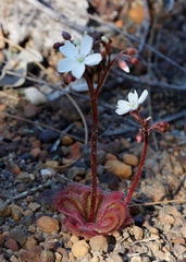 Drosera collina