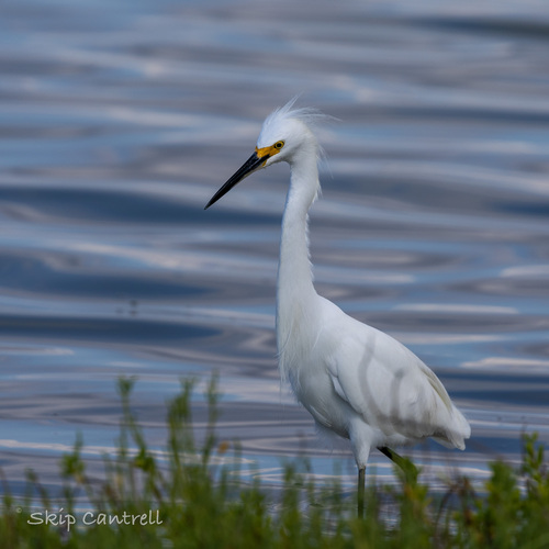 Snowy Egret