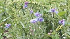 Centaurea