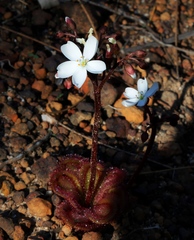 Drosera collina