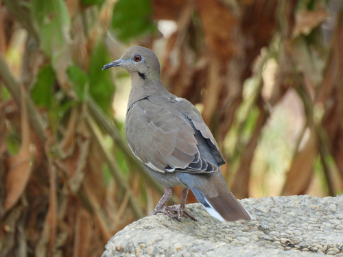 White-winged Dove