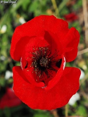 Papaver umbonatum