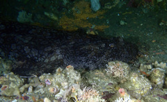 Orectolobus halei