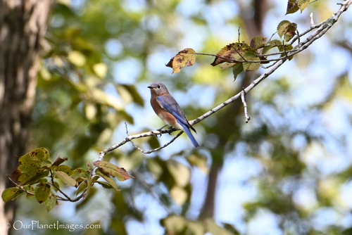 Eastern Bluebird