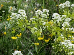 Peltaria angustifolia