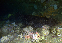 Orectolobus halei