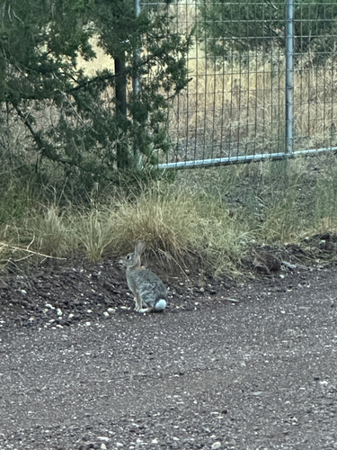 Desert Cottontail