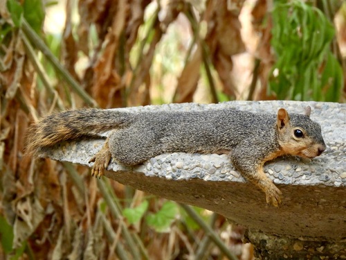 Eastern Fox Squirrel