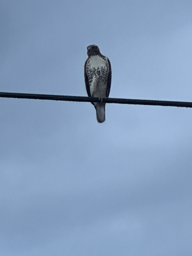 Red-tailed Hawk