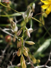 Polygala monspeliaca
