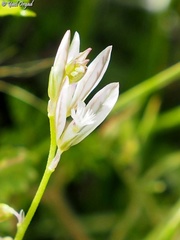 Polygala monspeliaca