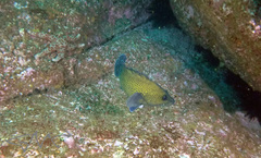 Acanthistius ocellatus