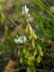 Polygala monspeliaca