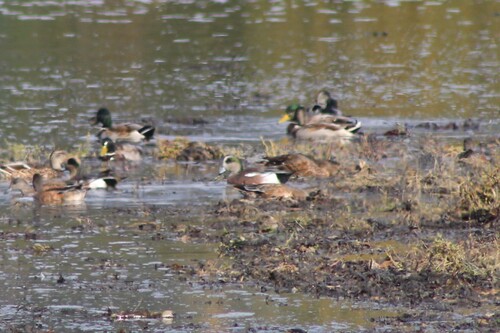 American Wigeon