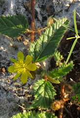 Corchorus asplenifolius image