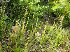 Polygala monspeliaca
