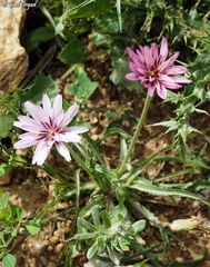 Pseudopodospermum phaeopappum