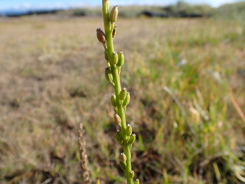 common arrowgrass