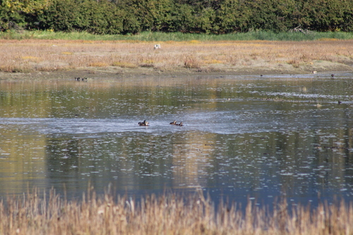 Mallard