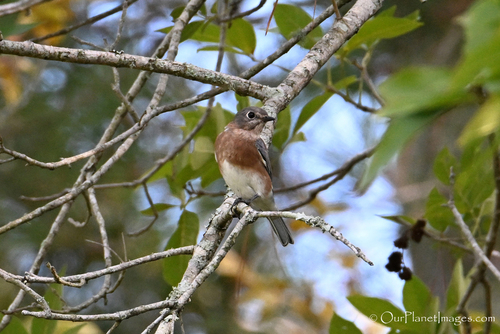 Eastern Bluebird
