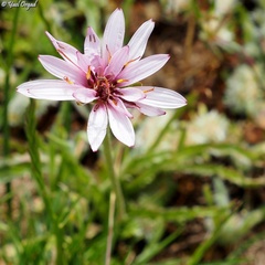 Pseudopodospermum phaeopappum