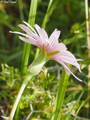 Pseudopodospermum phaeopappum