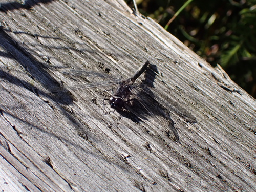 Black Meadowhawk