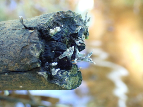 Candlesnuff Fungus