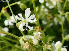 Silene dichotoma