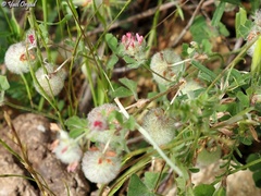 Trifolium pauciflorum