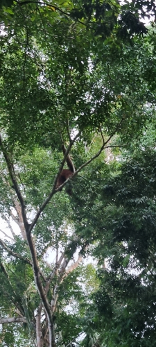 Northeast Bornean Orangutan