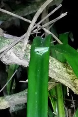 Centrolenidae