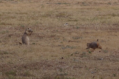 Black-tailed Prairie Dog