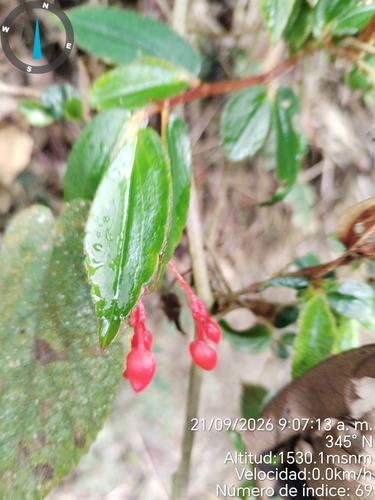 Begonia foliosa observed 2026-09-21
