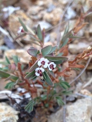 Euphorbia capitellata